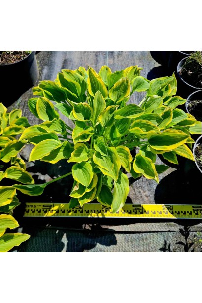 Хоста гібридна Кантрі Маус - 3л/вис.20-25см/Ø40-60см